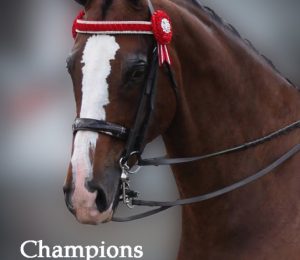 In Stock Full Browbands